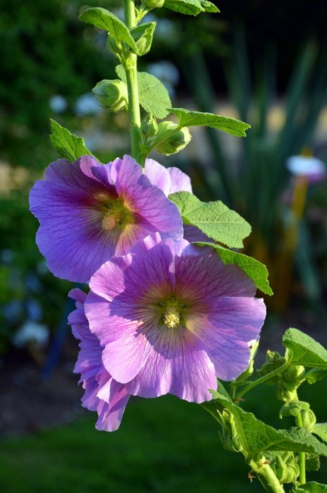 Alcea rosea 'Halo' (2)